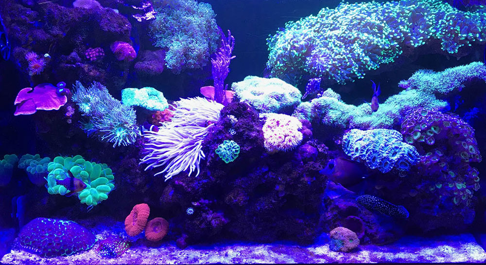 custom coral tank aquarium